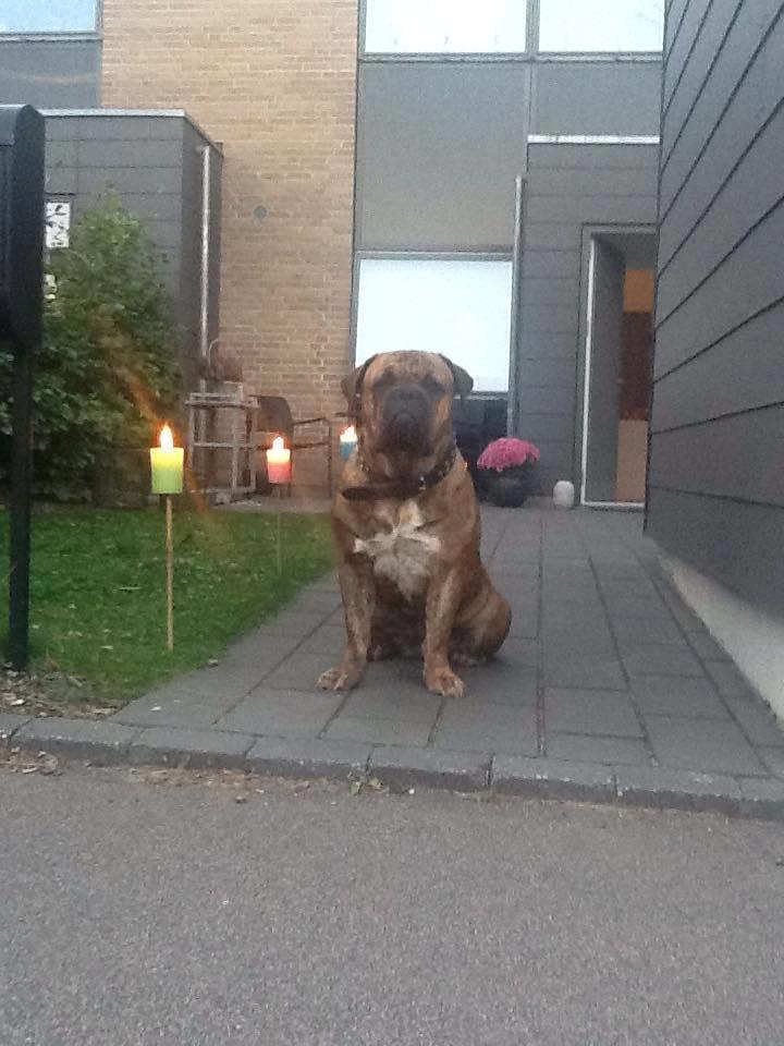 Blanding af racer Menja billede 5