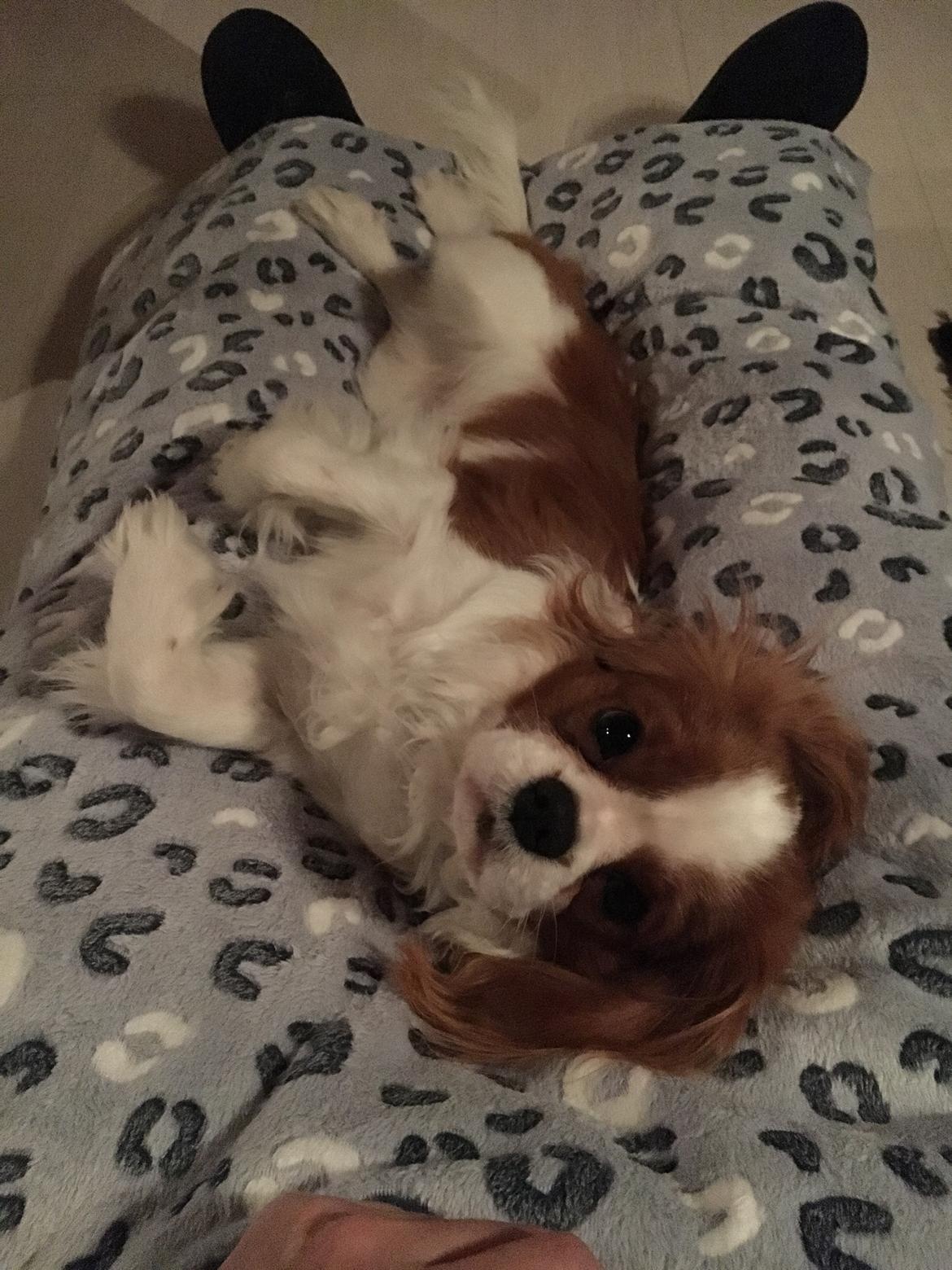 Cavalier king charles spaniel Arthur - 7,5 mdr billede 31