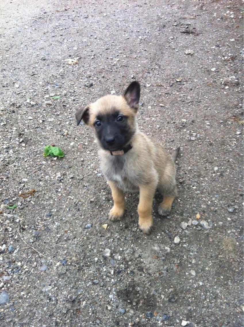 Malinois Bianca billede 4