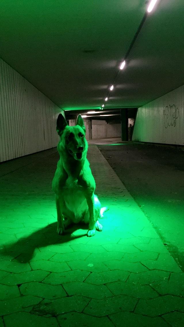 Malinois Bianca billede 8