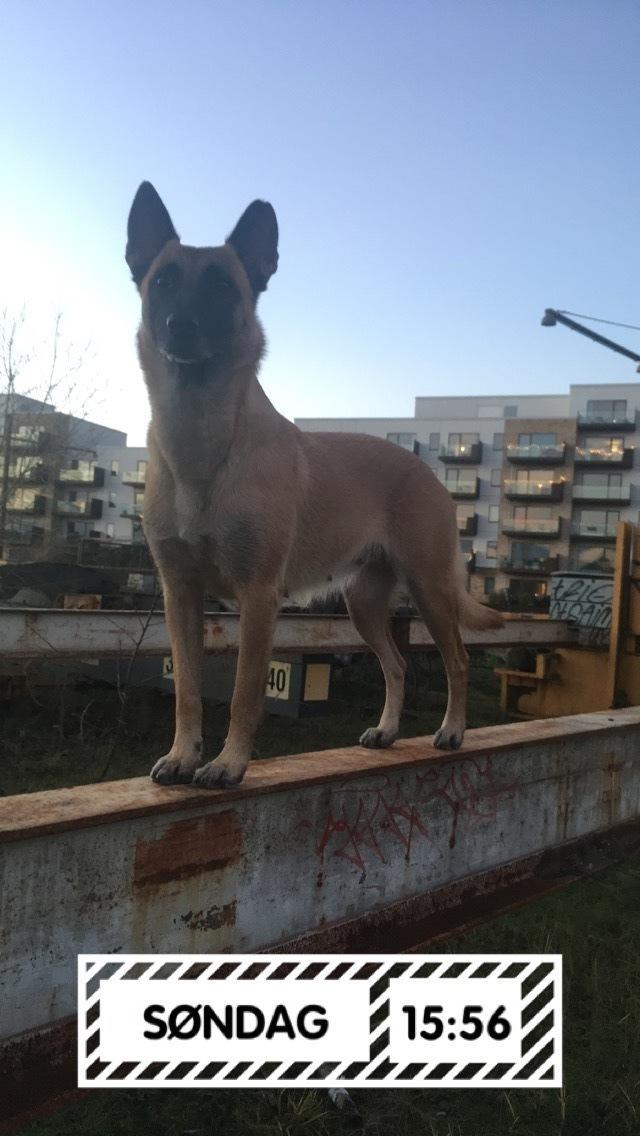 Malinois Bianca billede 7