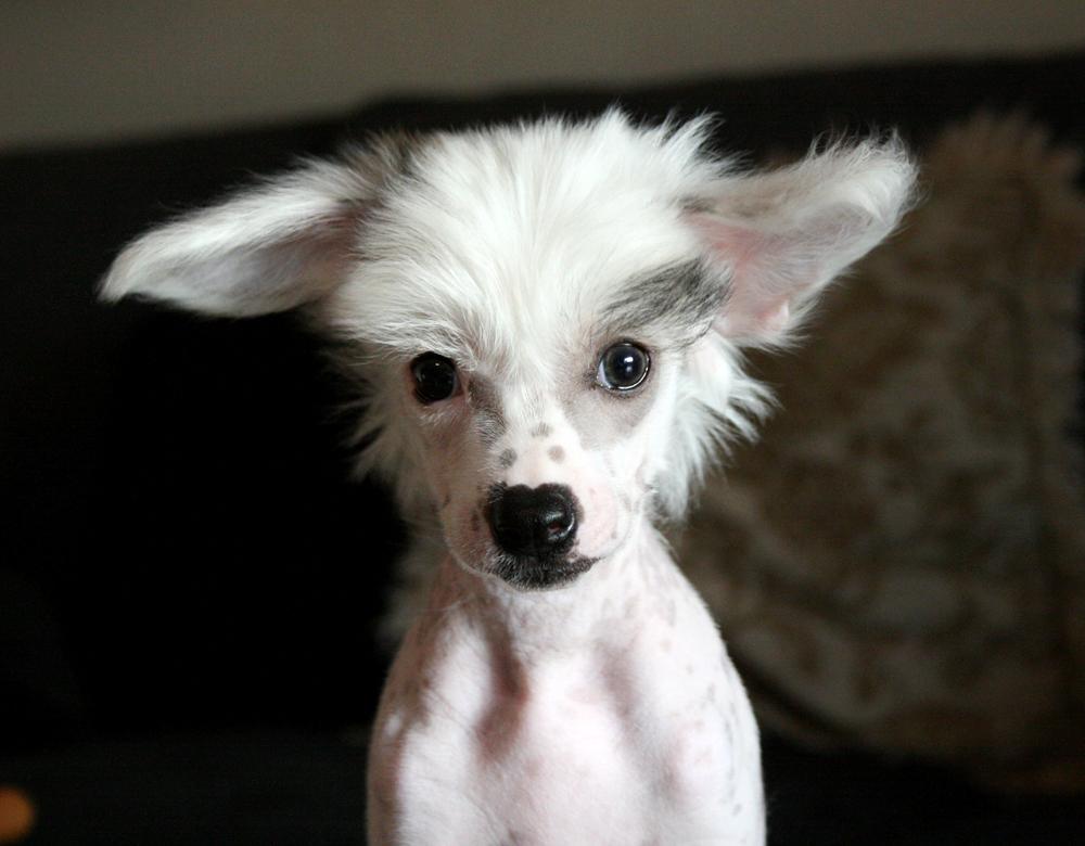 Chinese crested hårløs Malthe billede 34