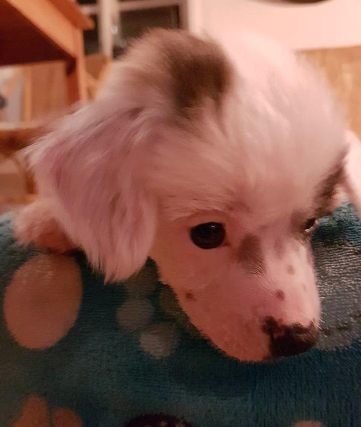 Chinese crested hårløs Malthe - Baby Malthe billede 36