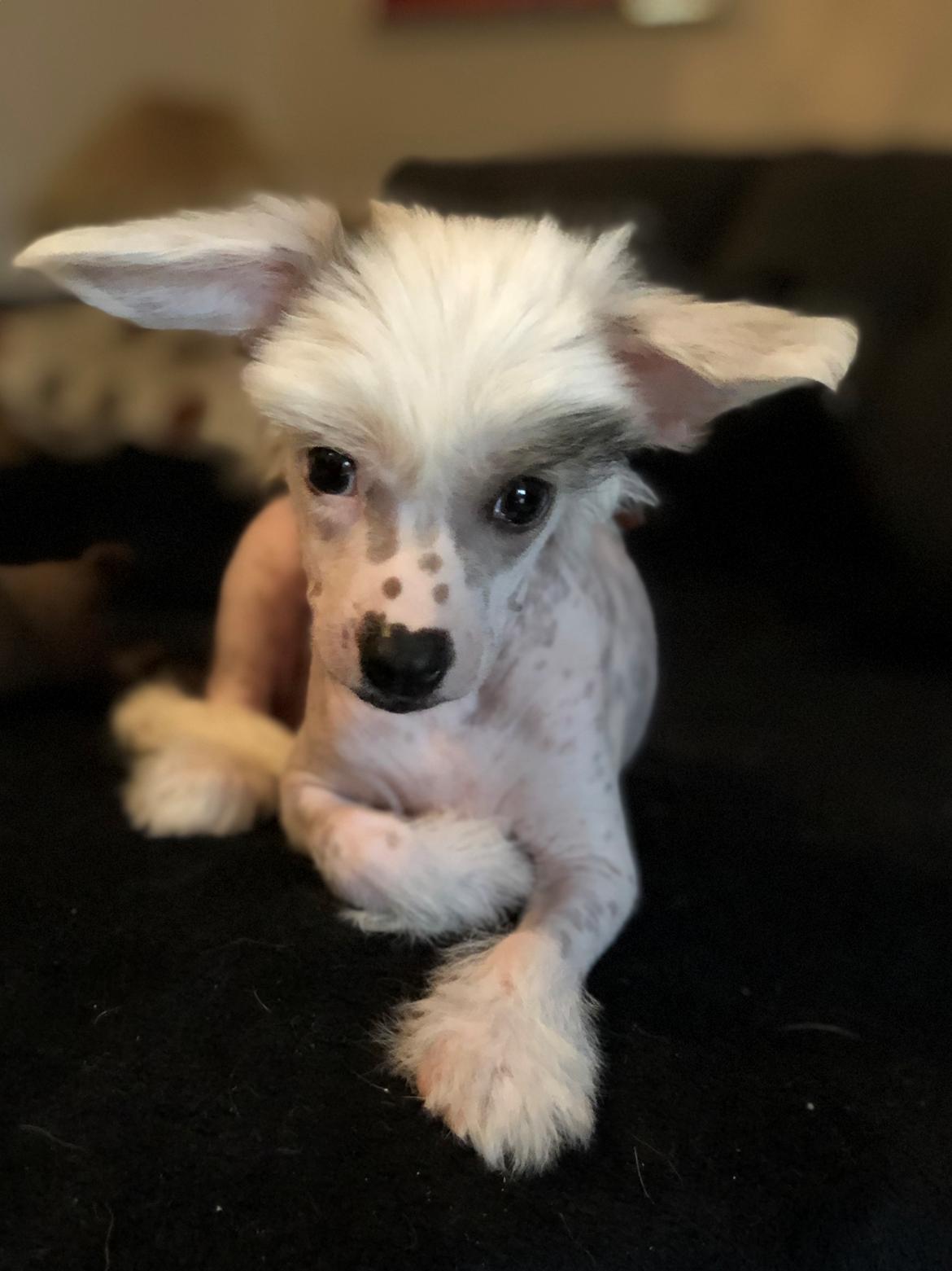 Chinese crested hårløs Malthe billede 38