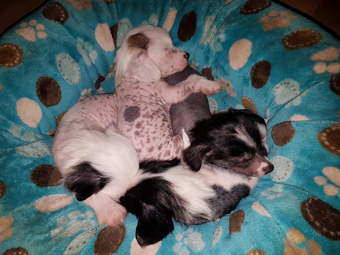 Chinese crested hårløs Malthe billede 41