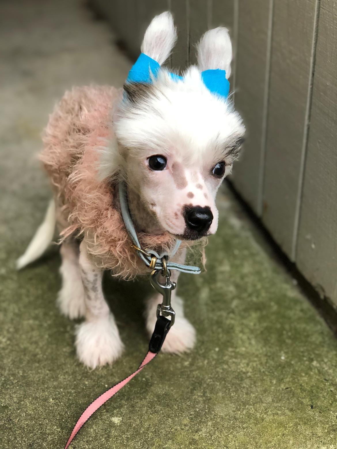 Chinese crested hårløs Malthe billede 43