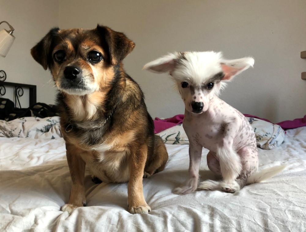 Chinese crested hårløs Malthe billede 44