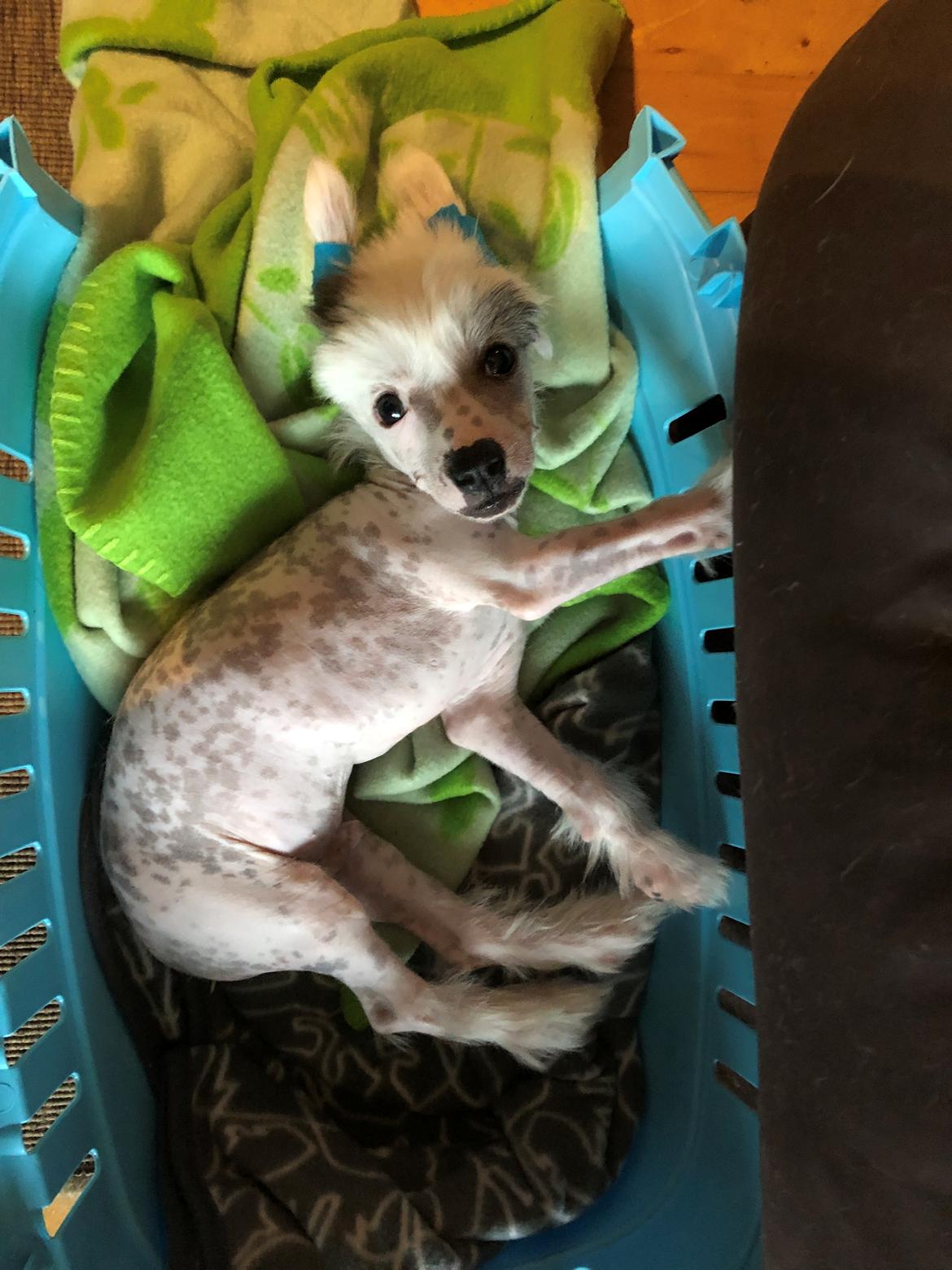 Chinese crested hårløs Malthe billede 46