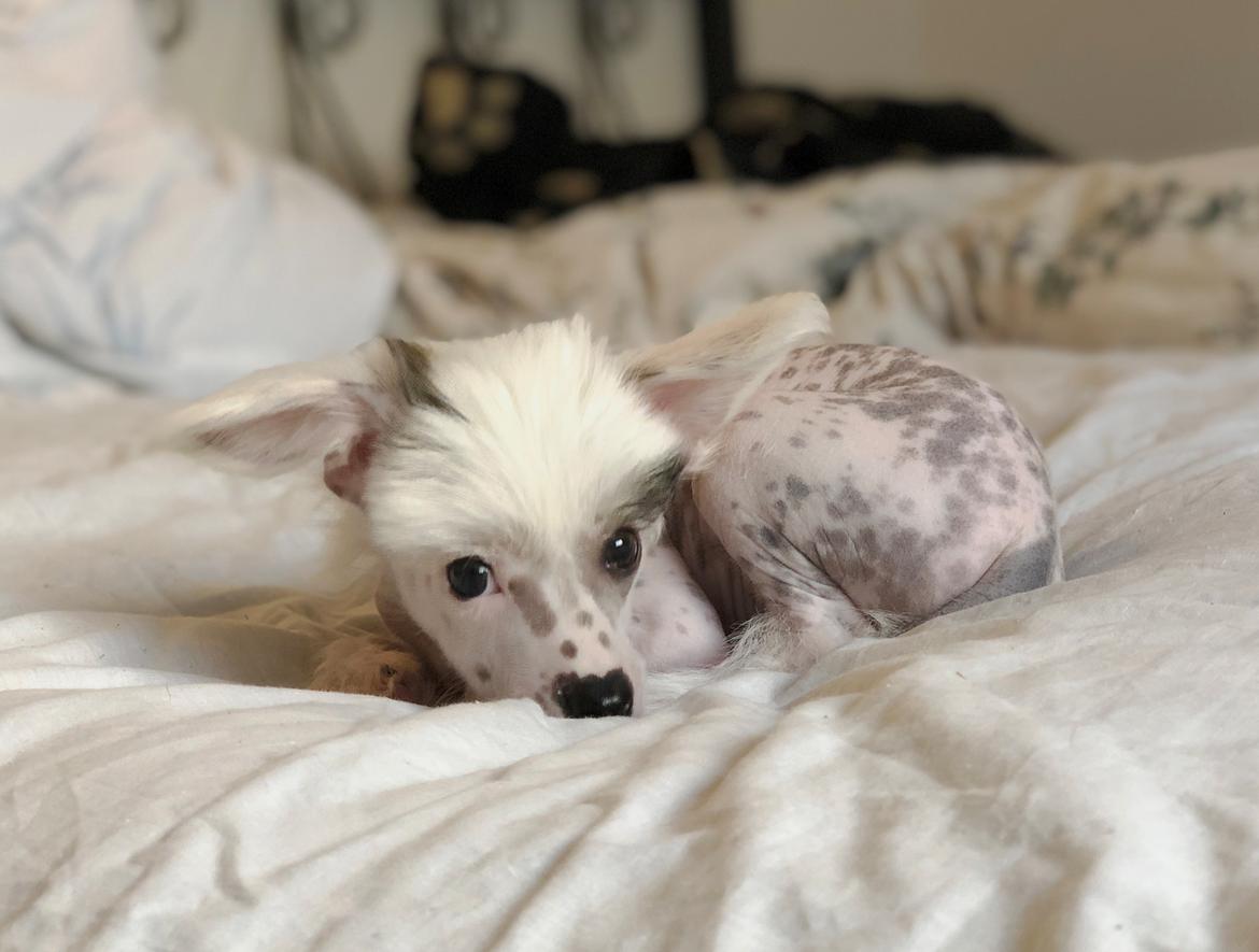 Chinese crested hårløs Malthe billede 47