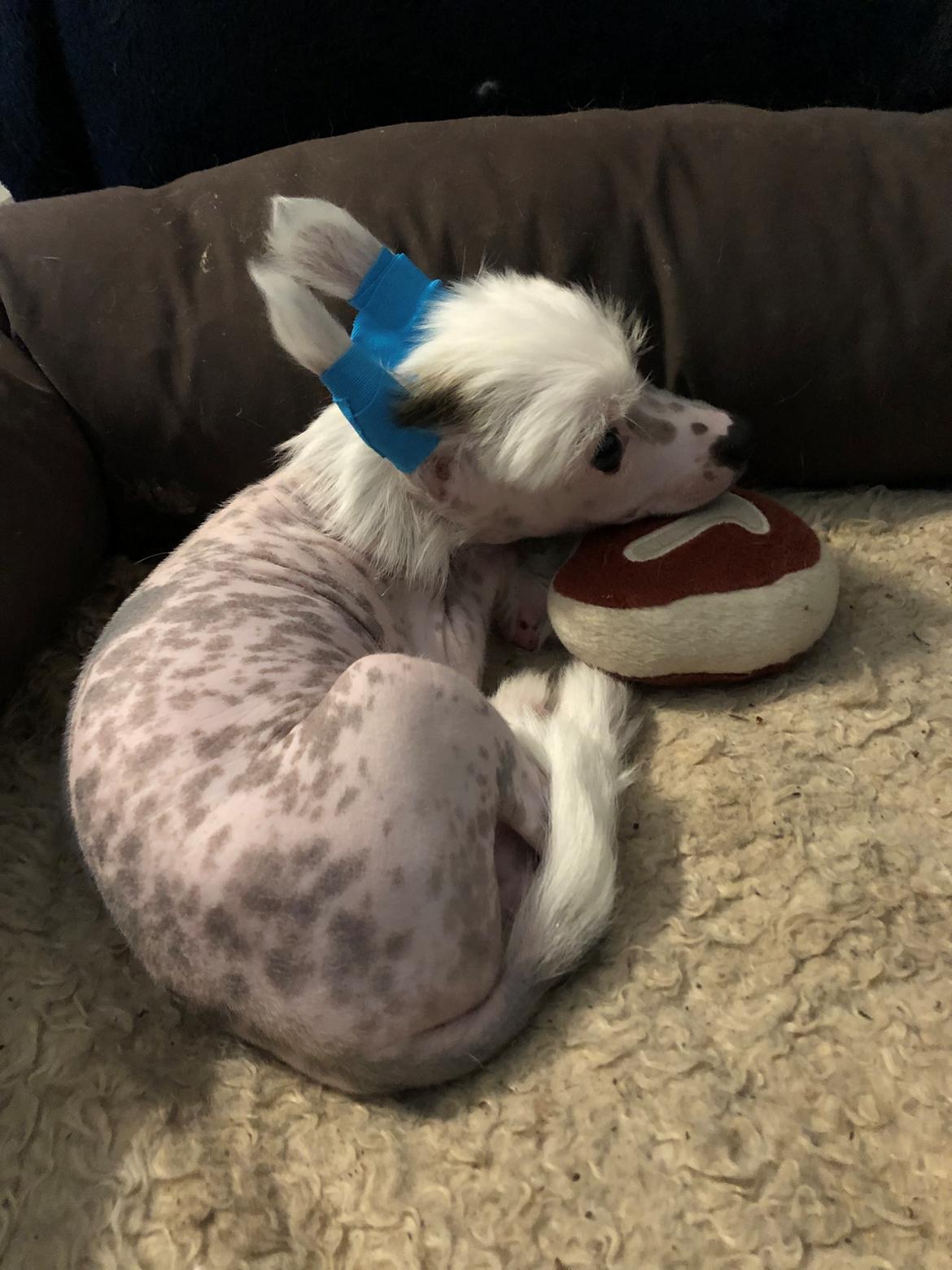 Chinese crested hårløs Malthe billede 48