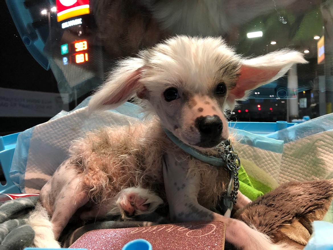 Chinese crested hårløs Malthe billede 42