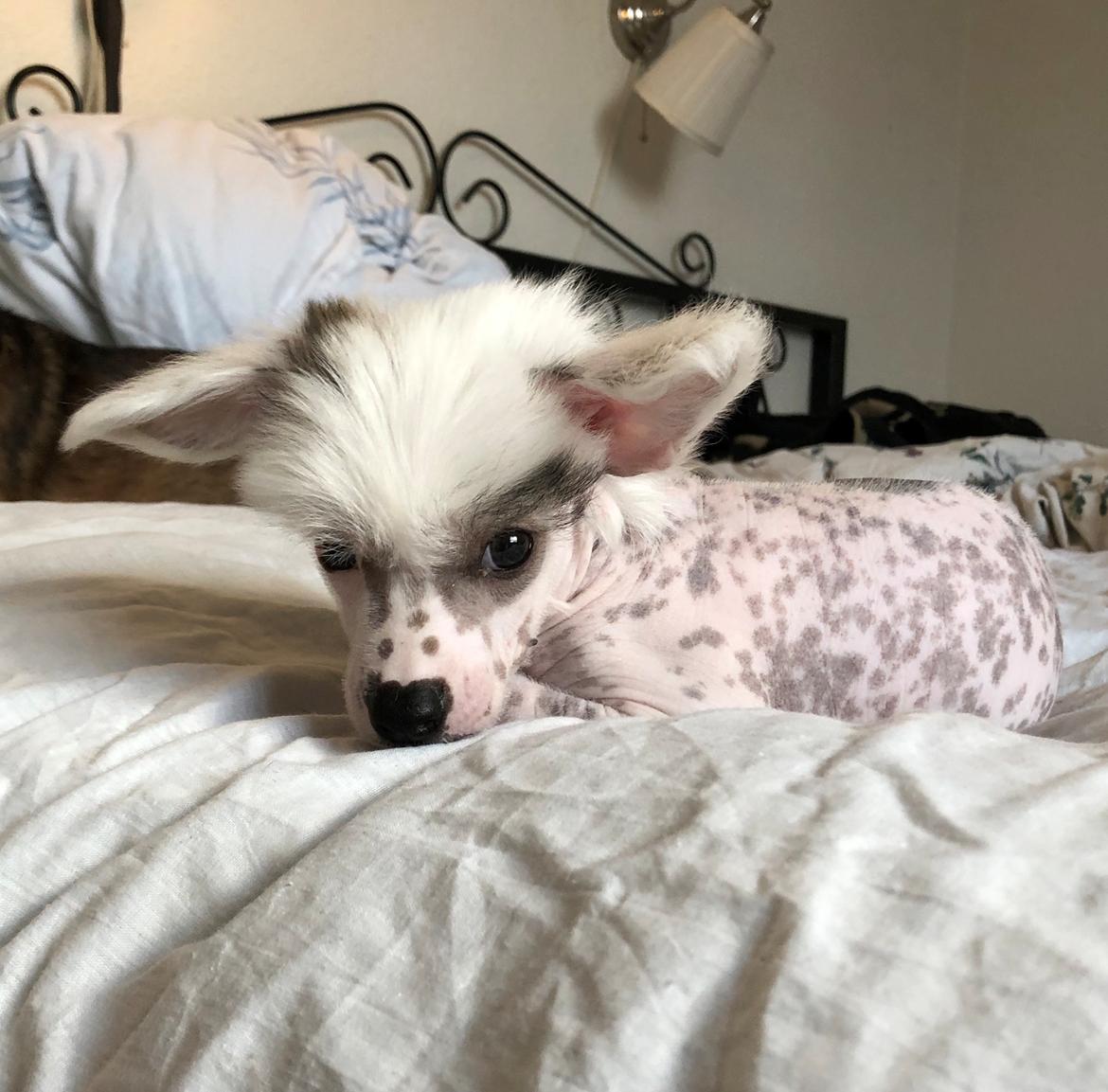 Chinese crested hårløs Malthe billede 35