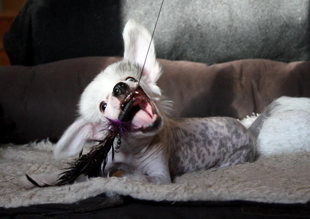 Chinese crested hårløs Malthe billede 37