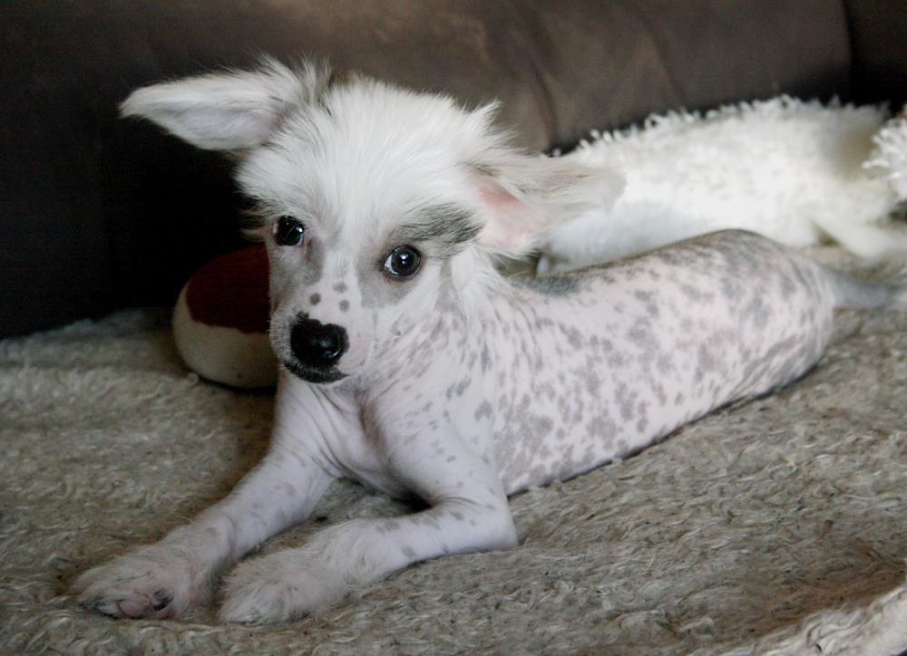 Chinese crested hårløs Malthe billede 31