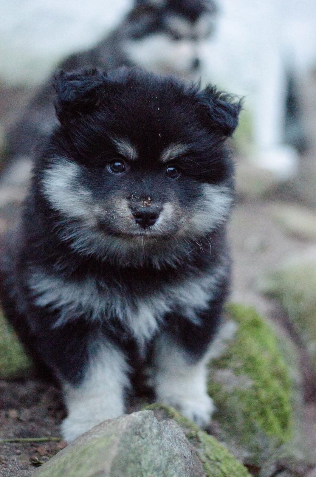 Finsk lapphund Lapinkaunis Groot *Floy* billede 5
