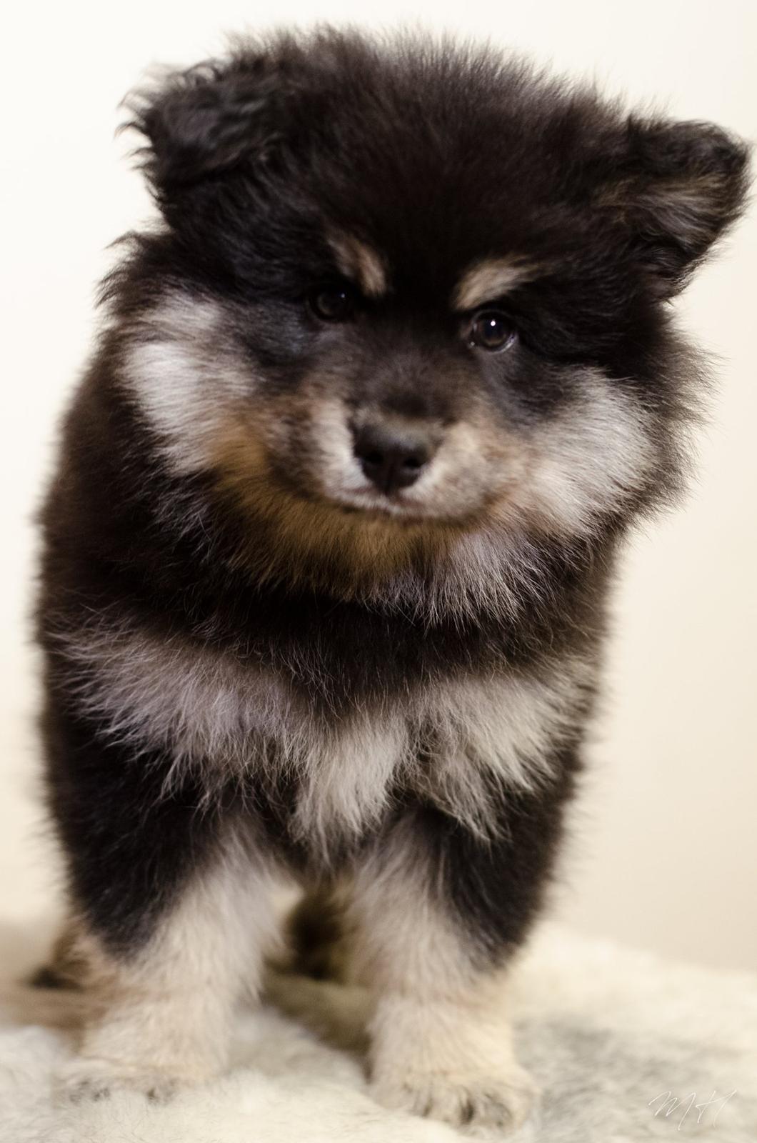 Finsk lapphund Lapinkaunis Groot *Floy* billede 7