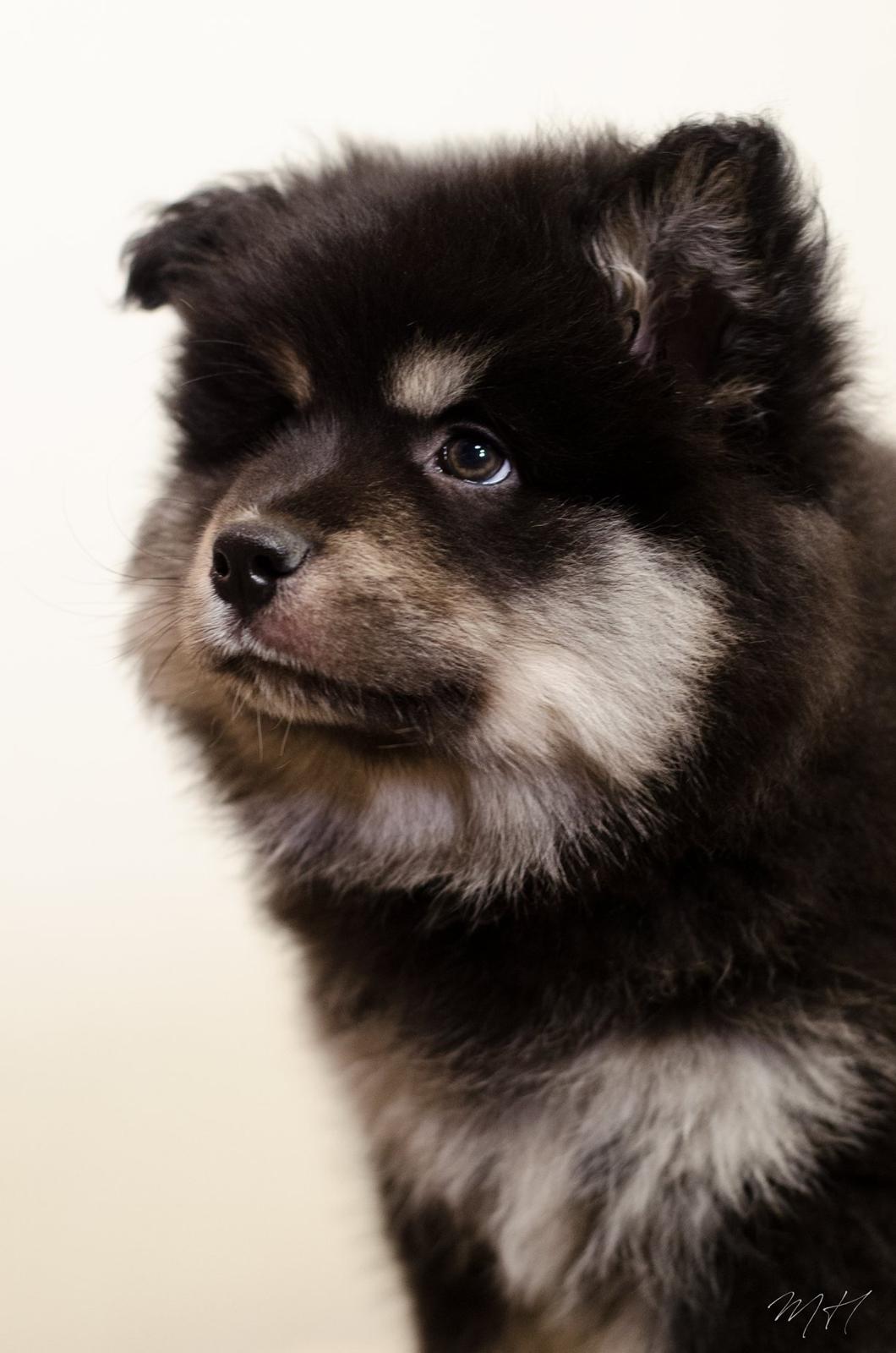 Finsk lapphund Lapinkaunis Groot *Floy* billede 8