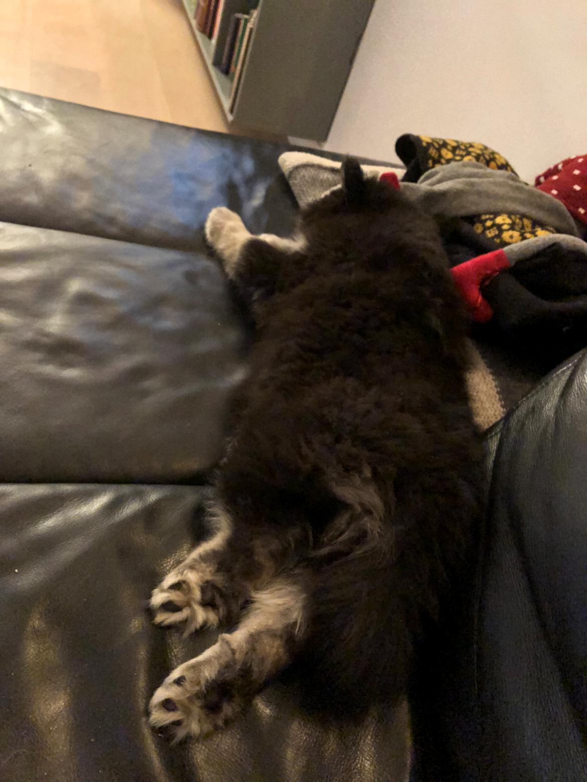 Finsk lapphund Lapinkaunis Groot *Floy* billede 9