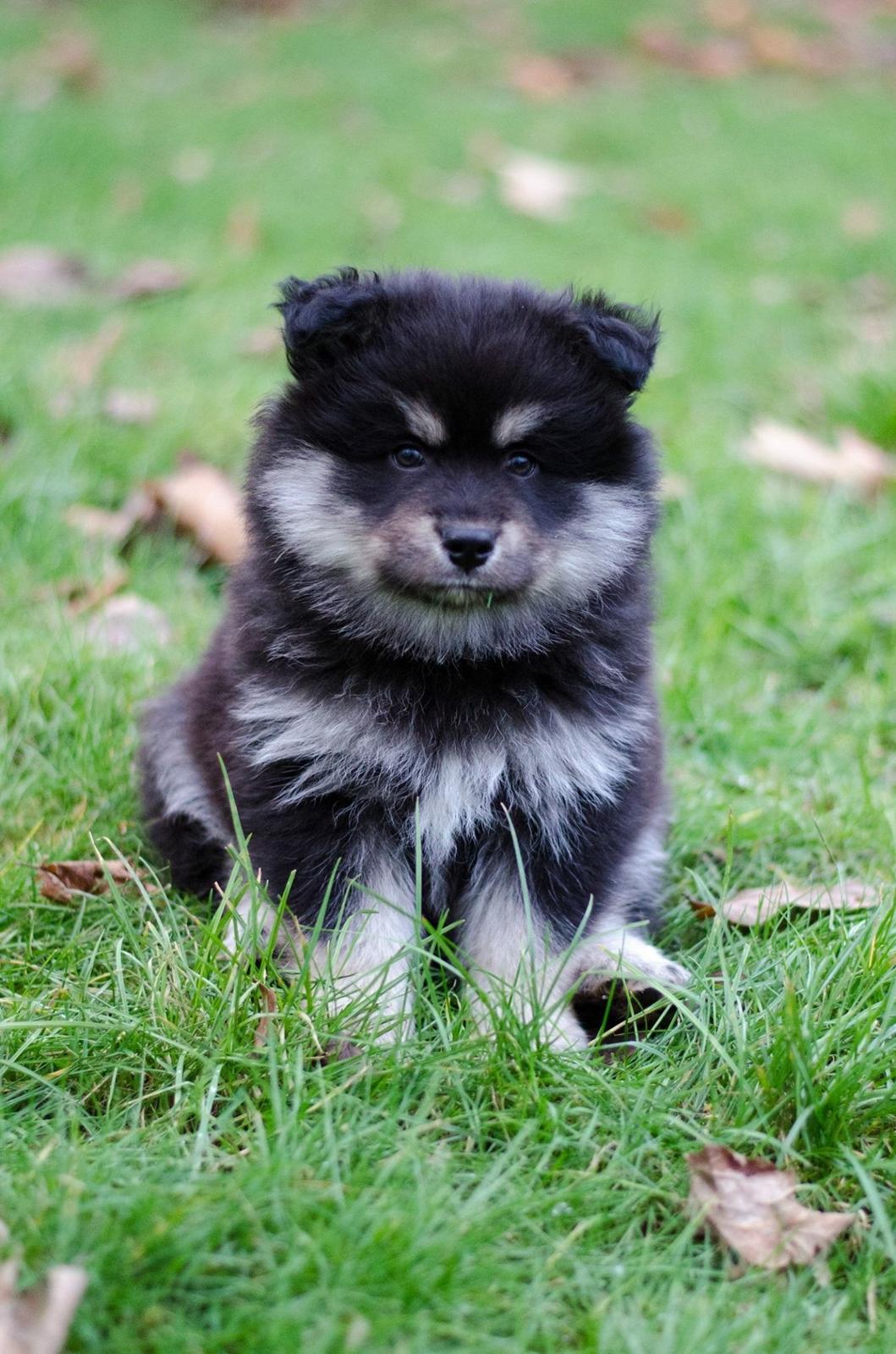 Finsk lapphund Lapinkaunis Groot *Floy* billede 10