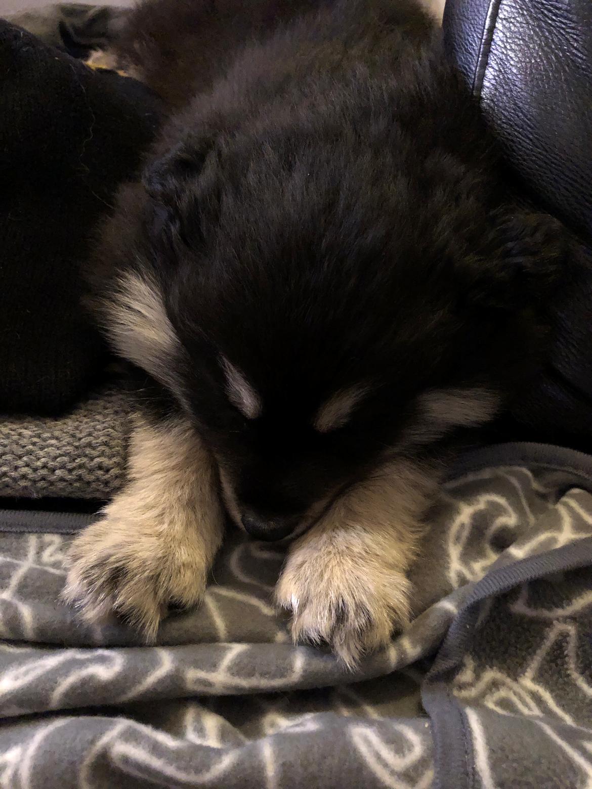 Finsk lapphund Lapinkaunis Groot *Floy* billede 11