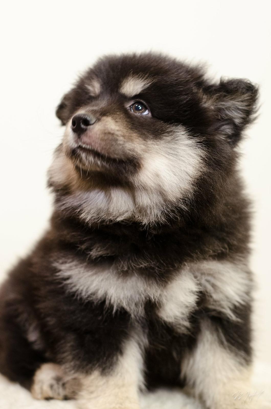 Finsk lapphund Lapinkaunis Groot *Floy* billede 6