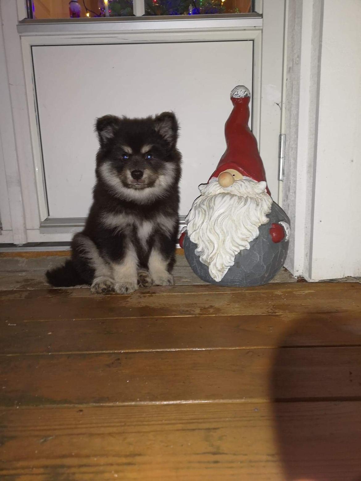 Finsk lapphund Lapinkaunis Groot *Floy* billede 13