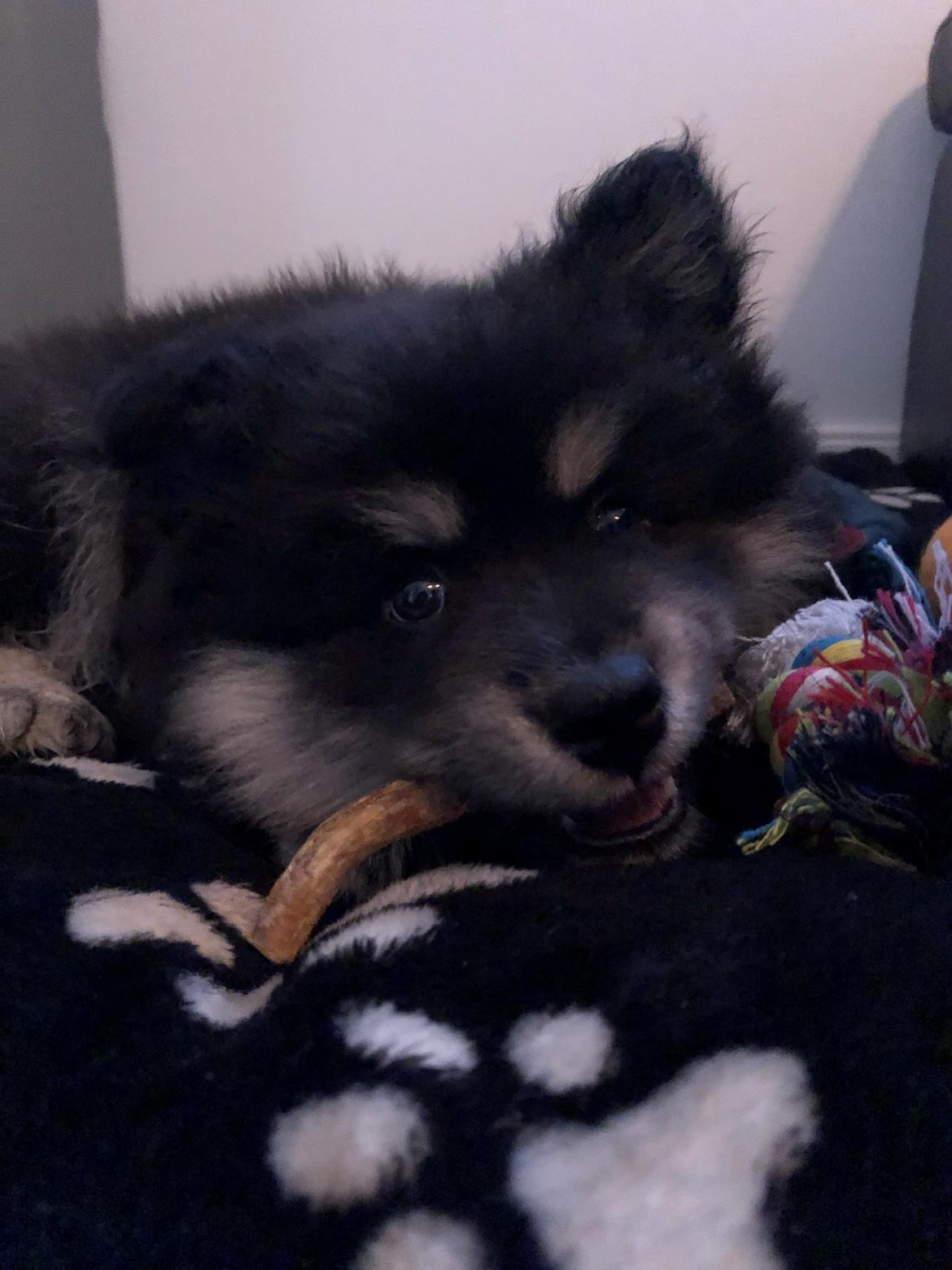 Finsk lapphund Lapinkaunis Groot *Floy* billede 14