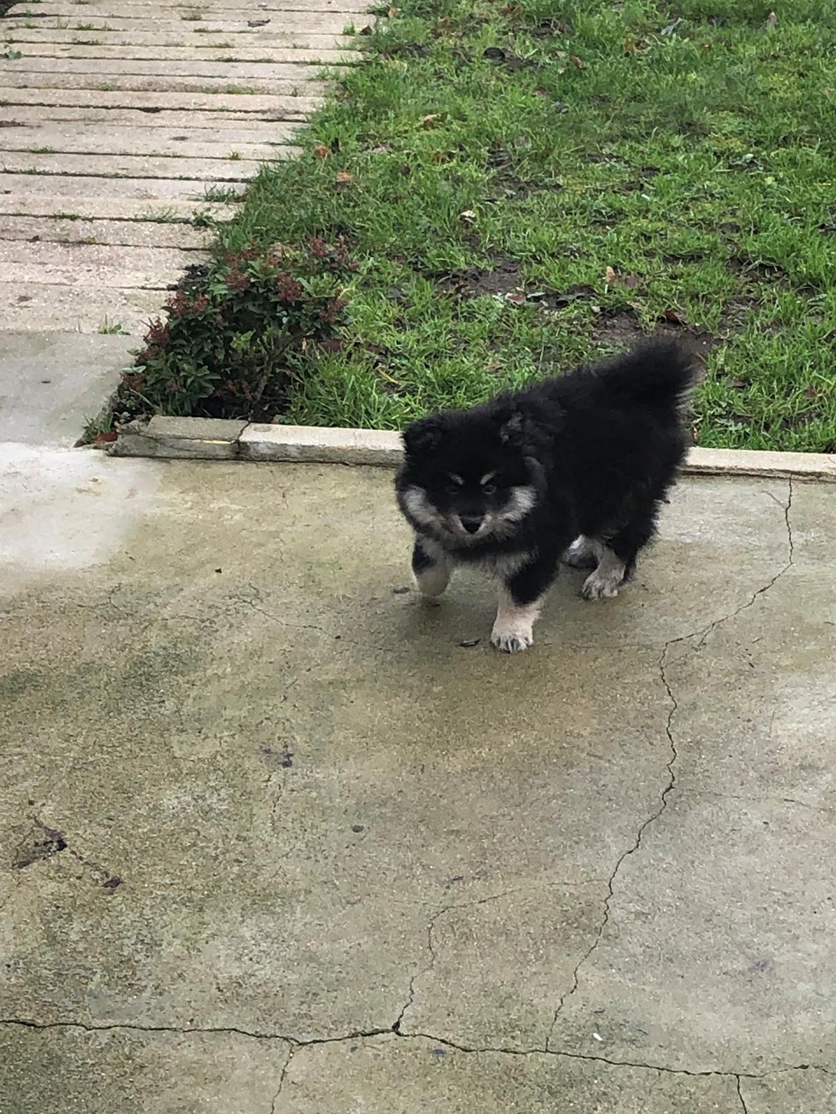 Finsk lapphund Lapinkaunis Groot *Floy* billede 15