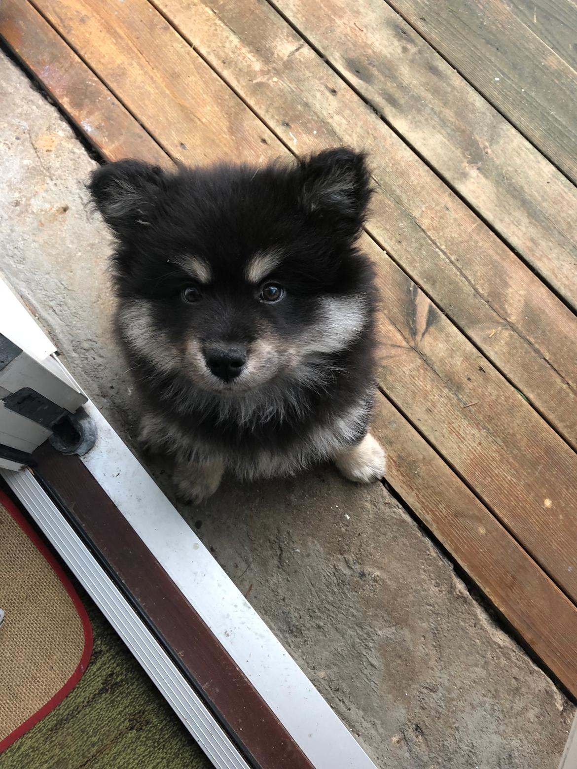 Finsk lapphund Lapinkaunis Groot *Floy* billede 16