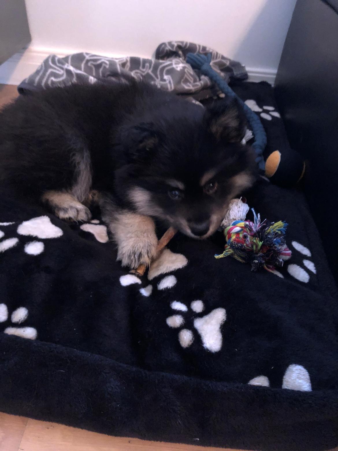 Finsk lapphund Lapinkaunis Groot *Floy* billede 12