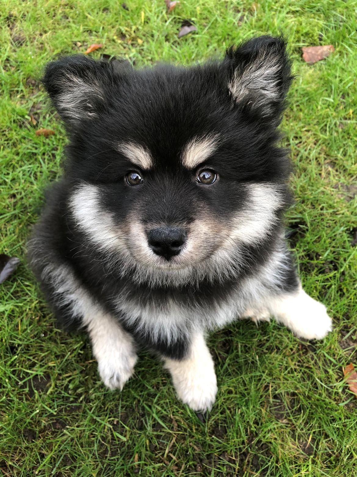 Finsk lapphund Lapinkaunis Groot *Floy* billede 18