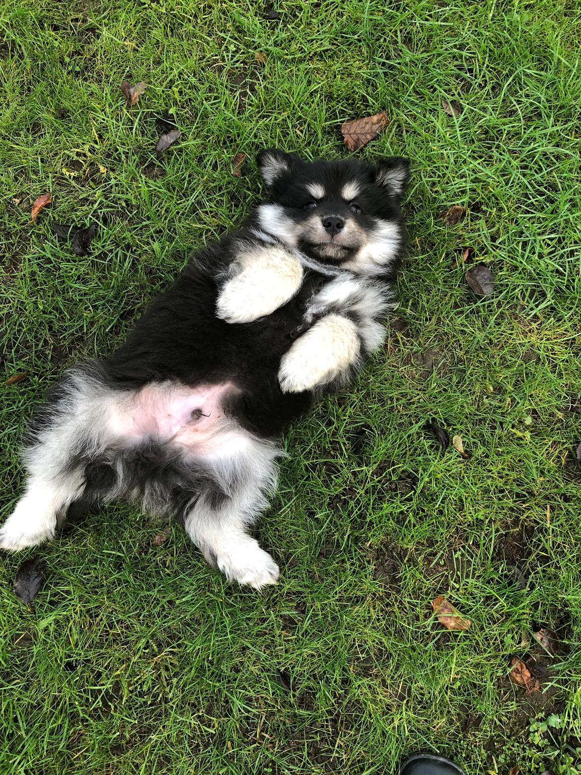 Finsk lapphund Lapinkaunis Groot *Floy* billede 19
