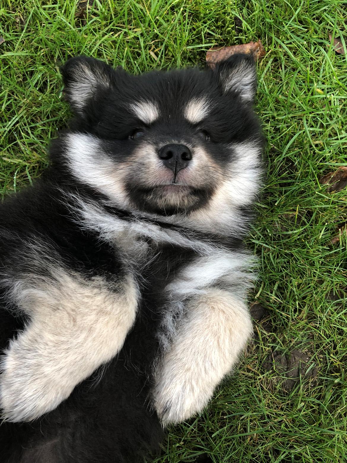 Finsk lapphund Lapinkaunis Groot *Floy* billede 20