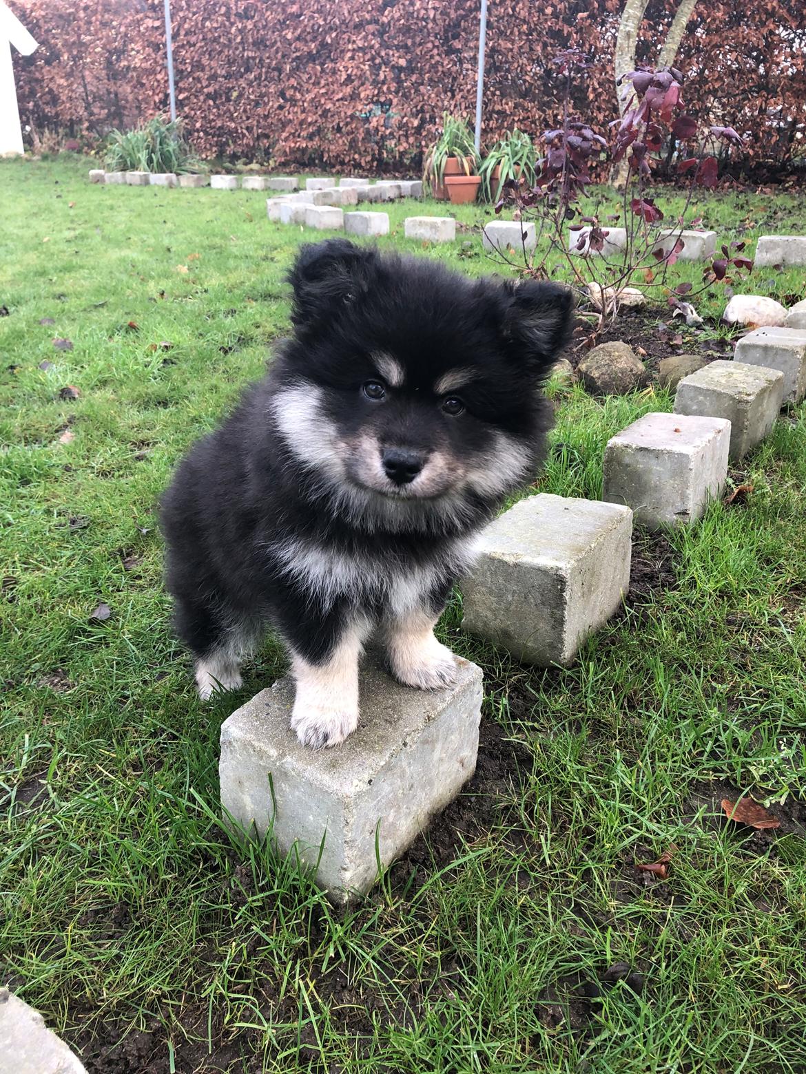 Finsk lapphund Lapinkaunis Groot *Floy* billede 22