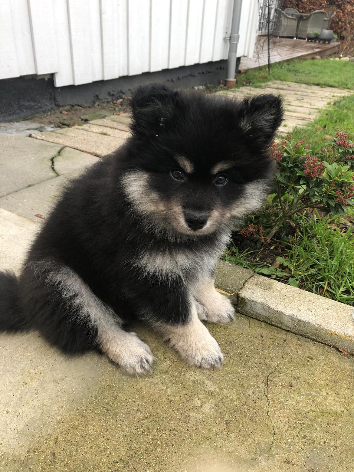 Finsk lapphund Lapinkaunis Groot *Floy* billede 17