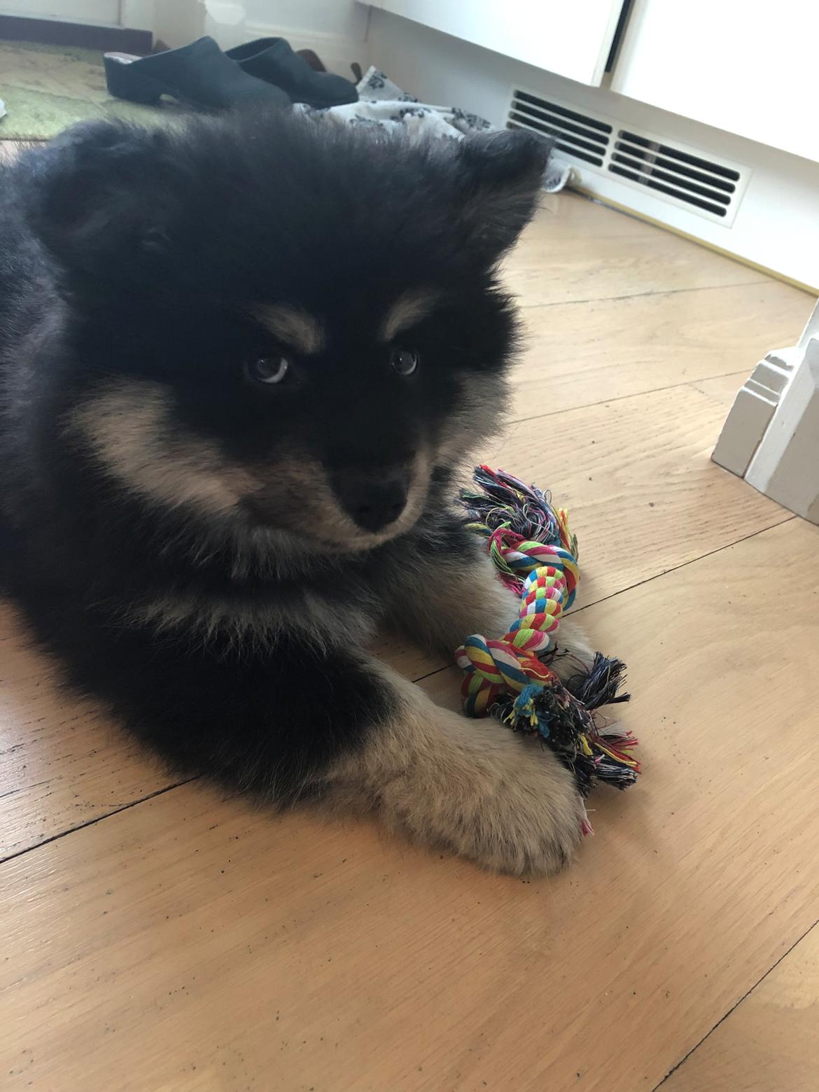 Finsk lapphund Lapinkaunis Groot *Floy* billede 24