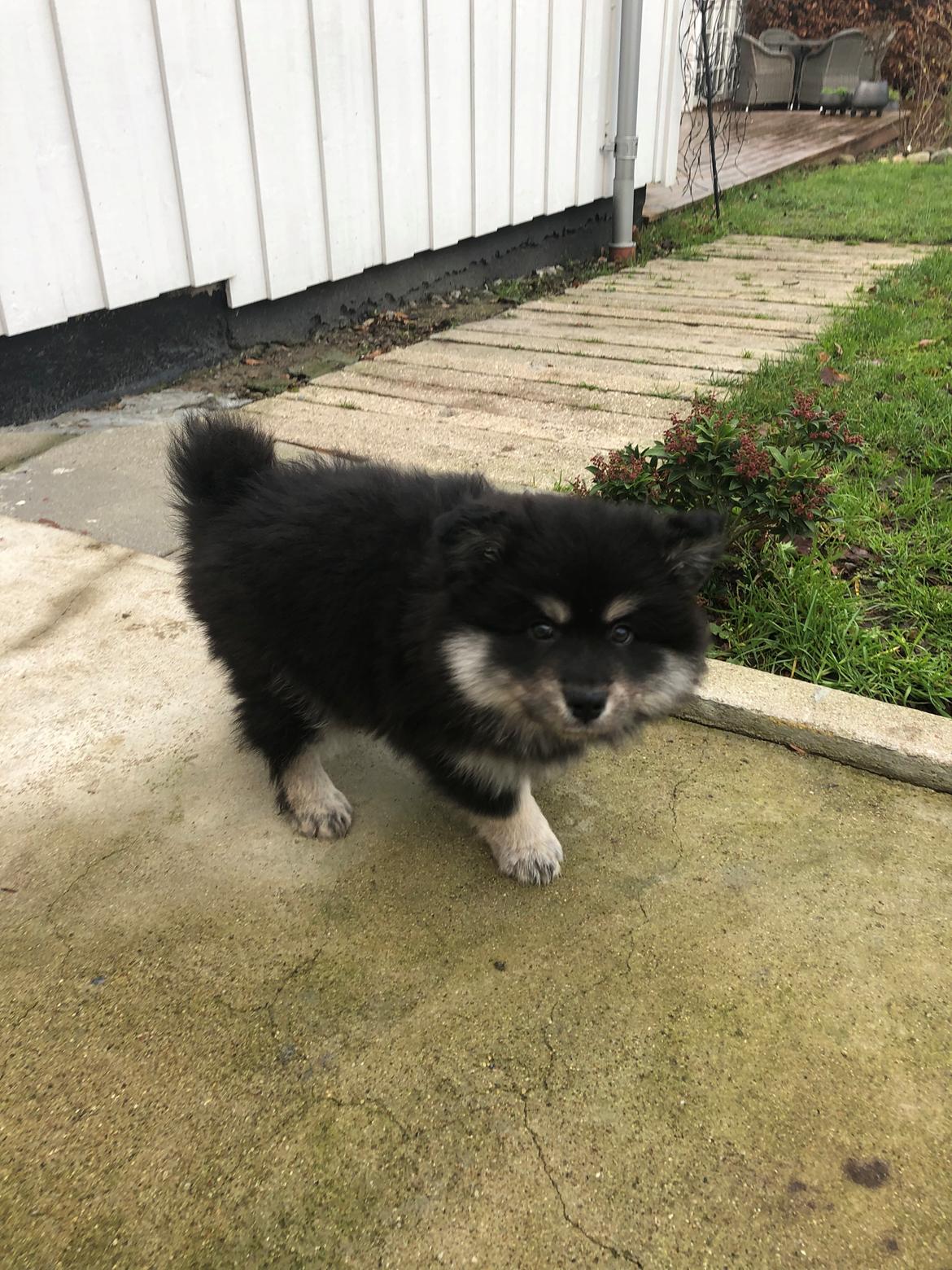 Finsk lapphund Lapinkaunis Groot *Floy* billede 25