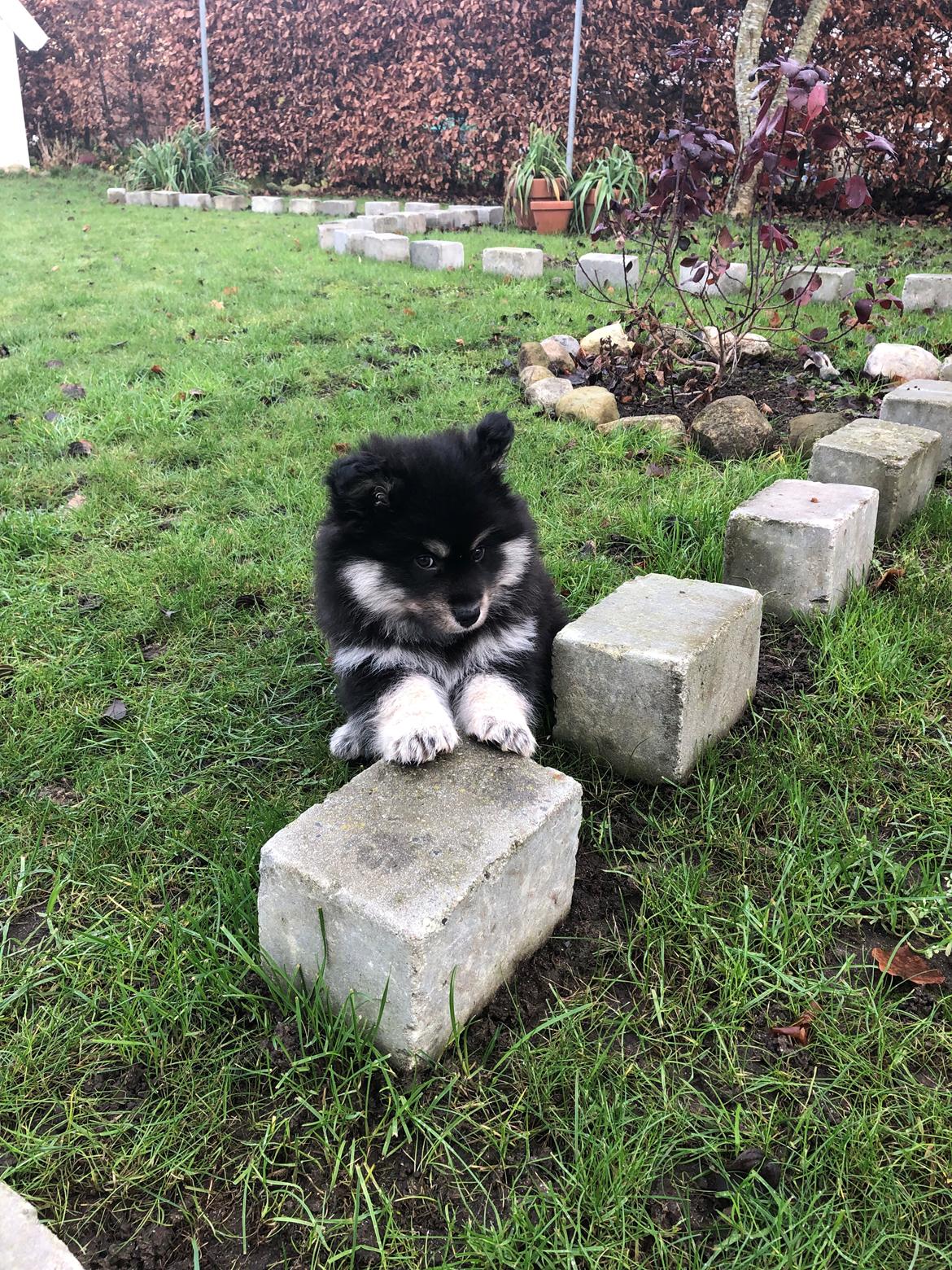 Finsk lapphund Lapinkaunis Groot *Floy* billede 23
