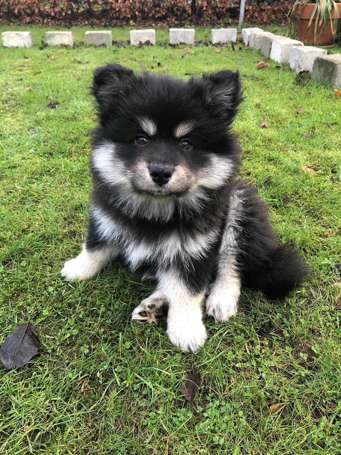 Finsk lapphund Lapinkaunis Groot *Floy* billede 21