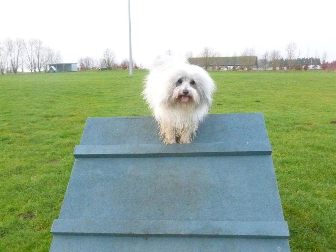 Coton de tulear King - Brugte juleaftensdag på træningspladsen billede 5