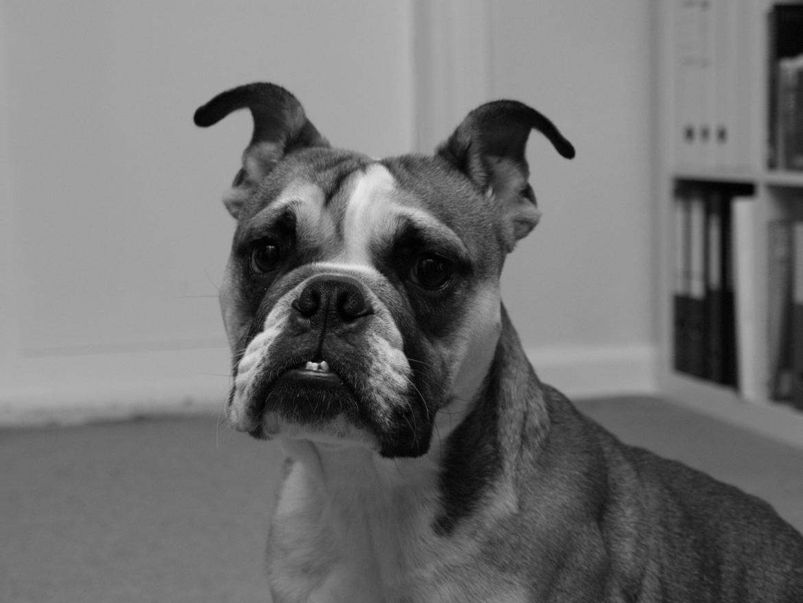 Blanding af racer Emma - 1 år  billede 11