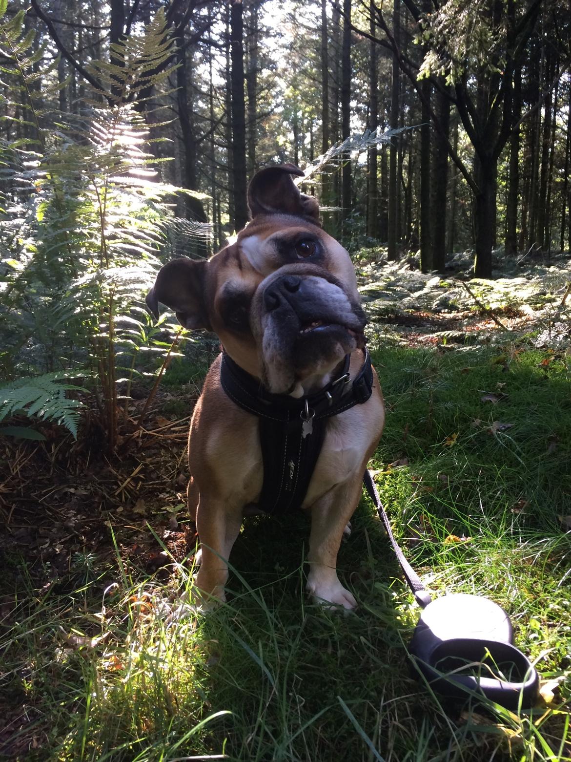 Blanding af racer Emma - 7år billede 18