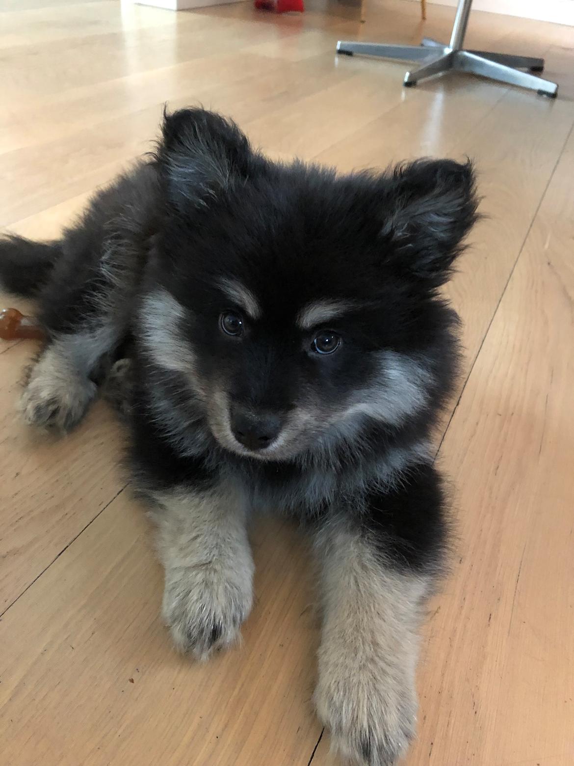 Finsk lapphund Lapinkaunis Groot *Floy* billede 26