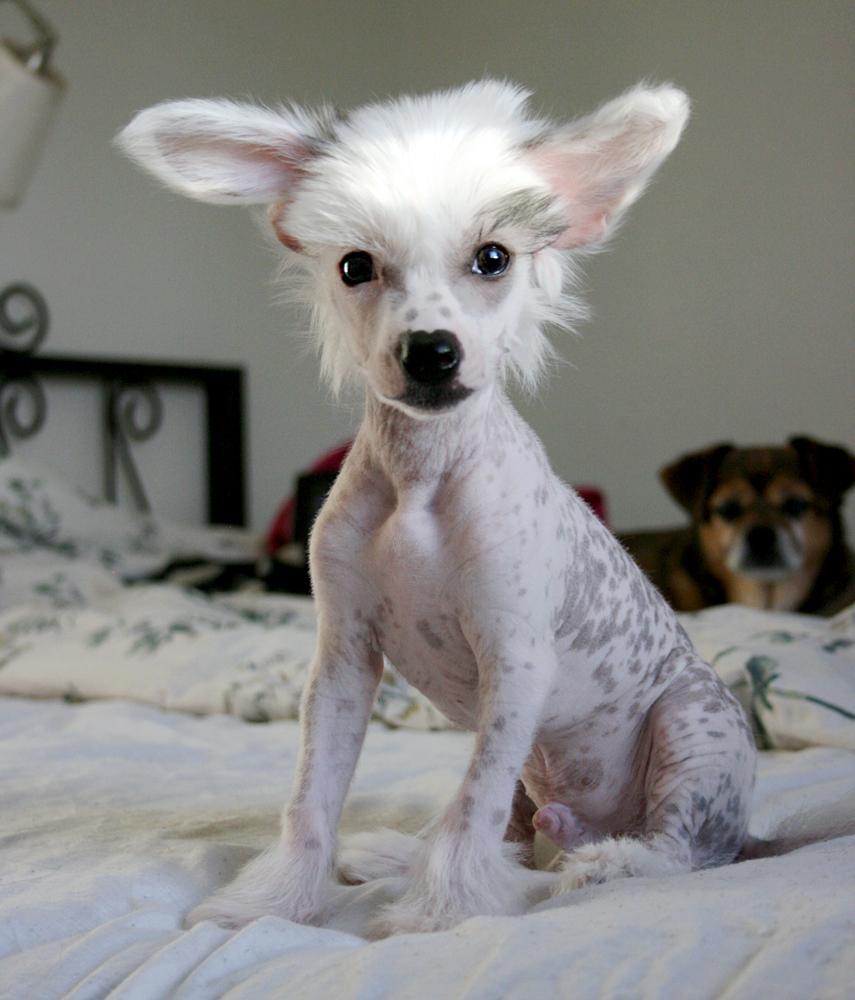 Chinese crested hårløs Malthe billede 25