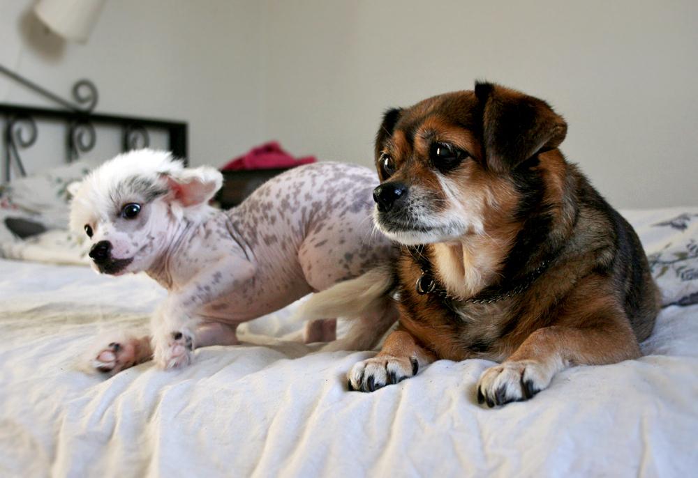 Chinese crested hårløs Malthe billede 33