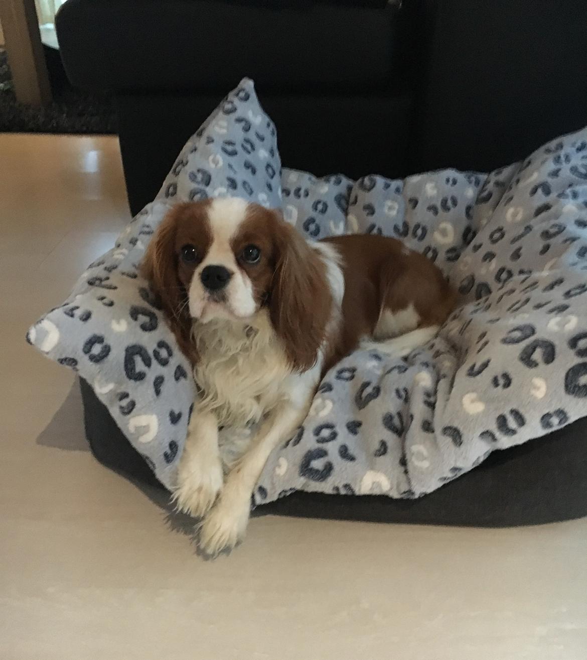 Cavalier king charles spaniel Arthur billede 33