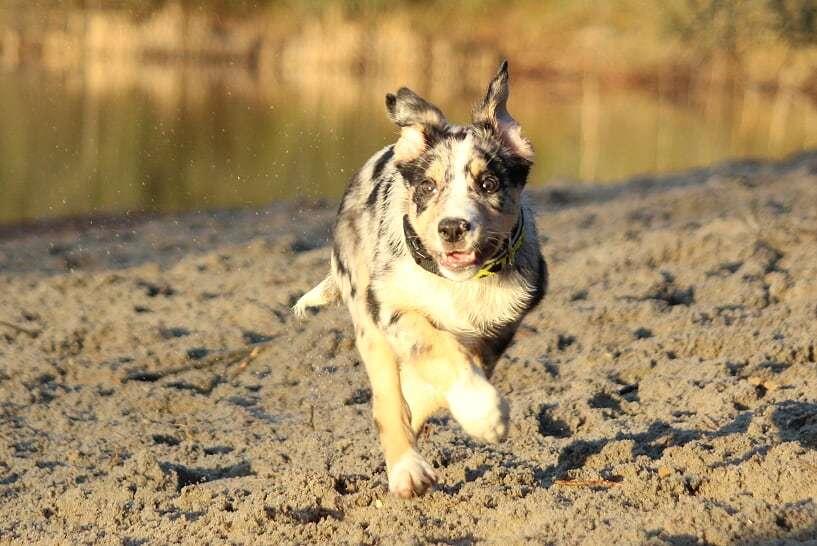 Border collie Kaos (Offish Alkyra) - 11 uger billede 37