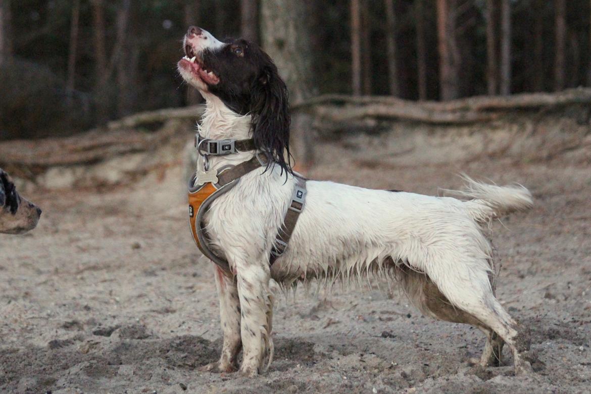 Field Trial Springer Spaniel Wilma billede 3