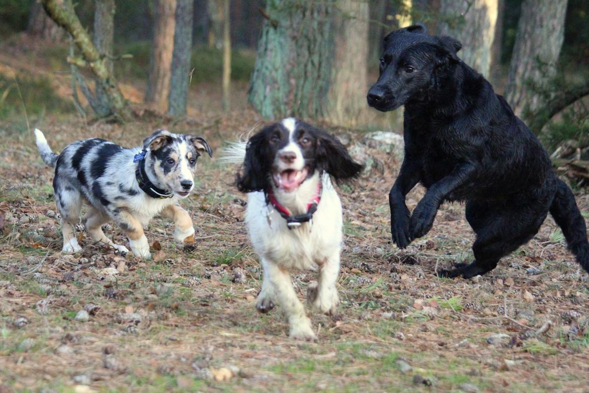 Field Trial Springer Spaniel Wilma billede 4