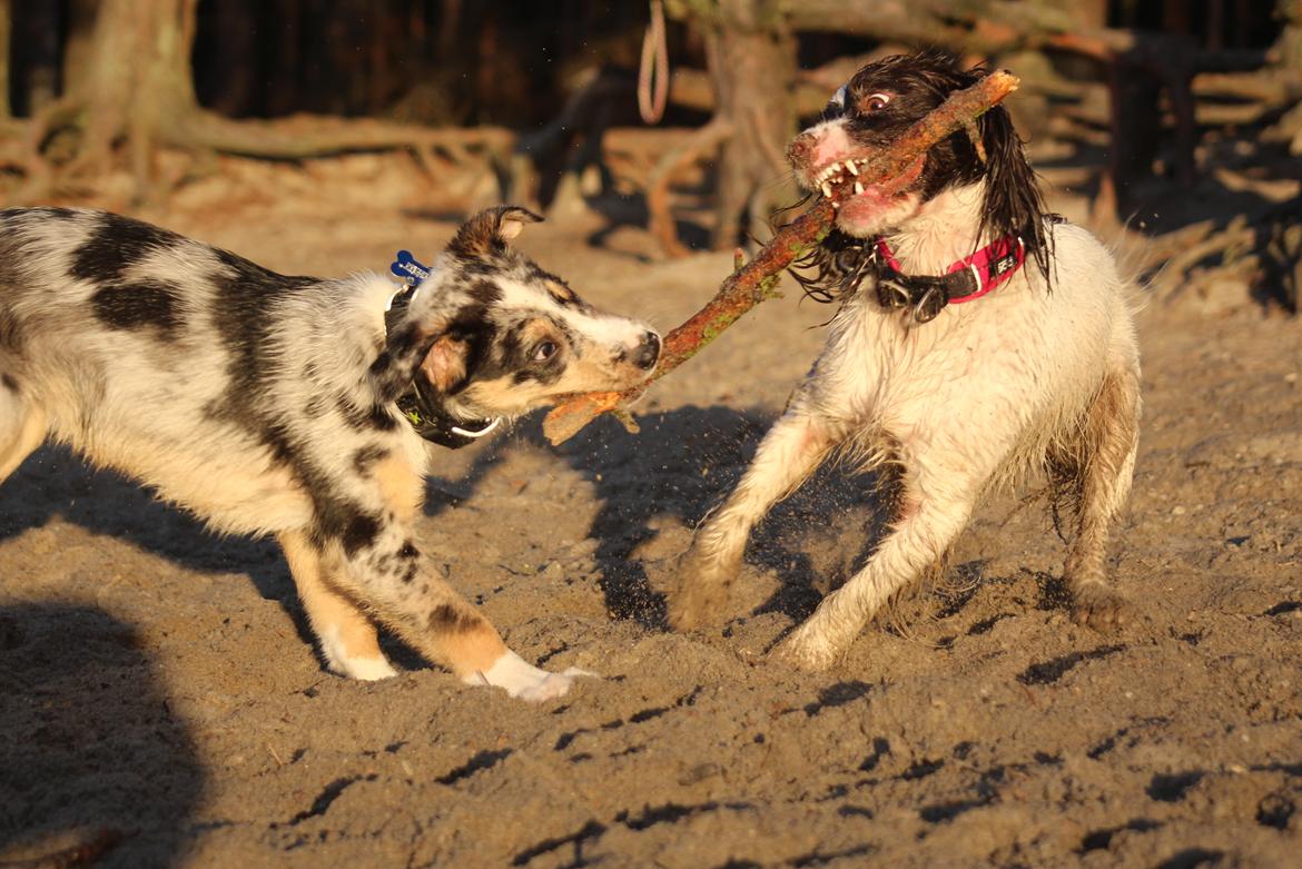 Field Trial Springer Spaniel Wilma billede 6